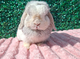 4 years old Mini Lop Doe