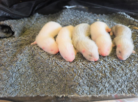 Ferret kits