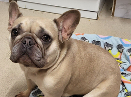 Female French bulldog