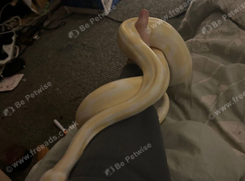 Albino ball python