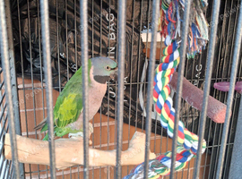 Parrot,,derbyan