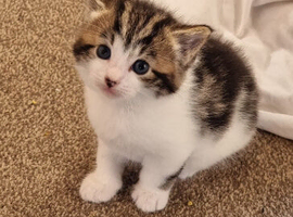 Adorable kittens