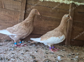 Pigeons