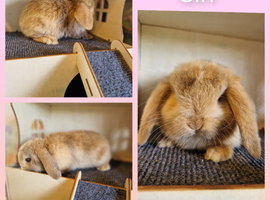 Mini lop kits available to reserve