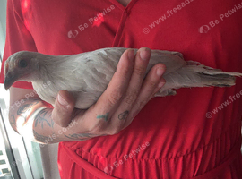 Lavender Dutch bantam cockerel
