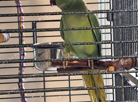 WANTED BIRDS