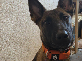 1 year old mali looking for a home
