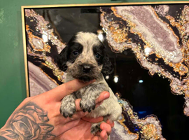 Cocker spaniel puppy&rsquo;s