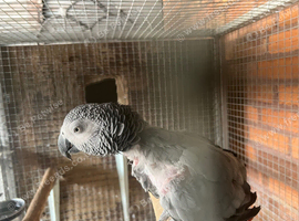 African Grey breeding pair for Swop
