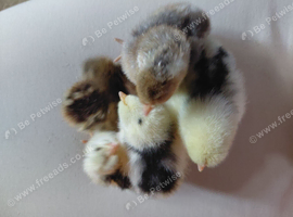 Mixed hybrid day old chicks