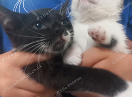 4 beautiful male kittens
