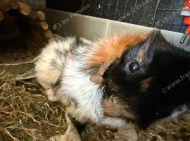 Female Guinea pig