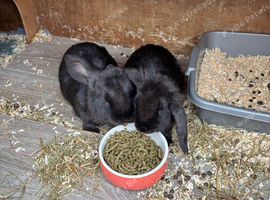 3 lops