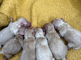 Maltipoo Babies