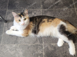 Beautiful friendly Female Calico 18 month old Cat for Rehome