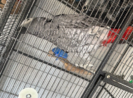 African grey