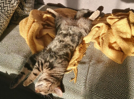 Marvel with spots