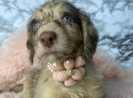 Beautiful Miniature Labradoodle Girls