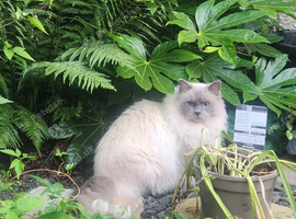 Beautiful male ragdoll