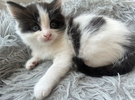 4 fluffy beautiful Norwegian Forrest cats