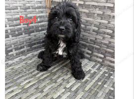Cockapoo pups