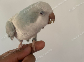 Tame baby Quaker