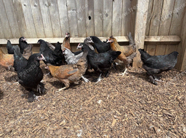 POULTRY SMALLHOLDING NEEDS HELP