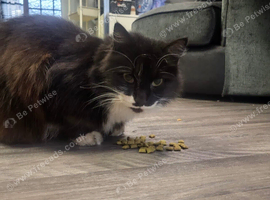 Missing cat