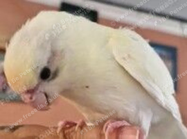 Kakariki cream 9 week old