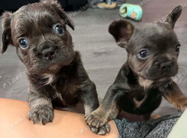2 boys