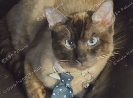 Siamese cuddly boy