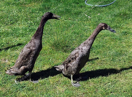 Pair of Blue Indian runners
