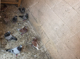Free racing pigeons