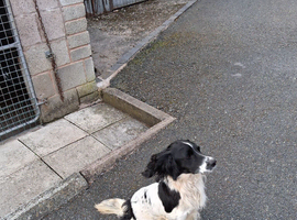 Springer spaniel English