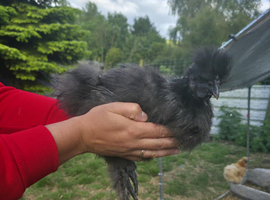 2 month old silkie cockrel