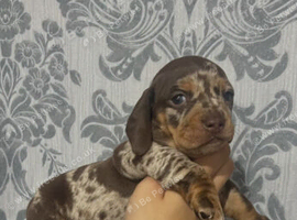 2 little dachshund puppy's