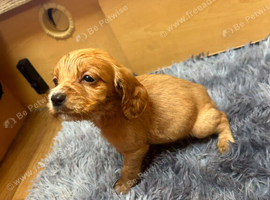 Cocker spaniels