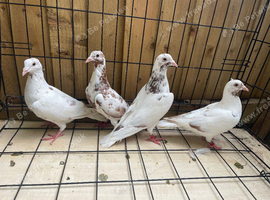 Top tigers Muleuman racer pigeons for sale in Birmingham