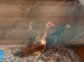Co shamo chickens pair
