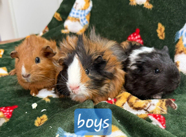 Young guinea pigs looking for new homes