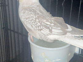 Female white cockatiel