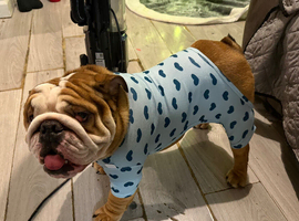 Male British bull dog