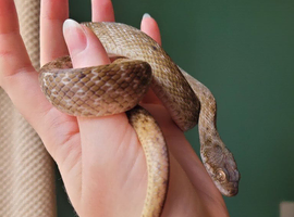 3y/o male madagascan cat-eyed snake