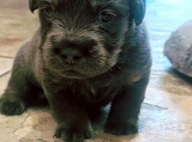 Beautiful puppies available
