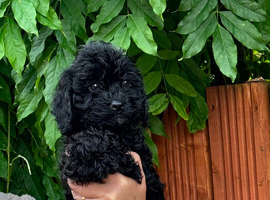 F1 cavapoo babies