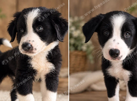 Last 2 bordernese Puppy REDUCED