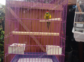 Kakariki
