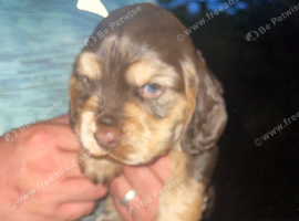 Spaniel