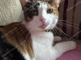 Beautiful Calico Female Cat