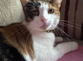 Female Calico cat